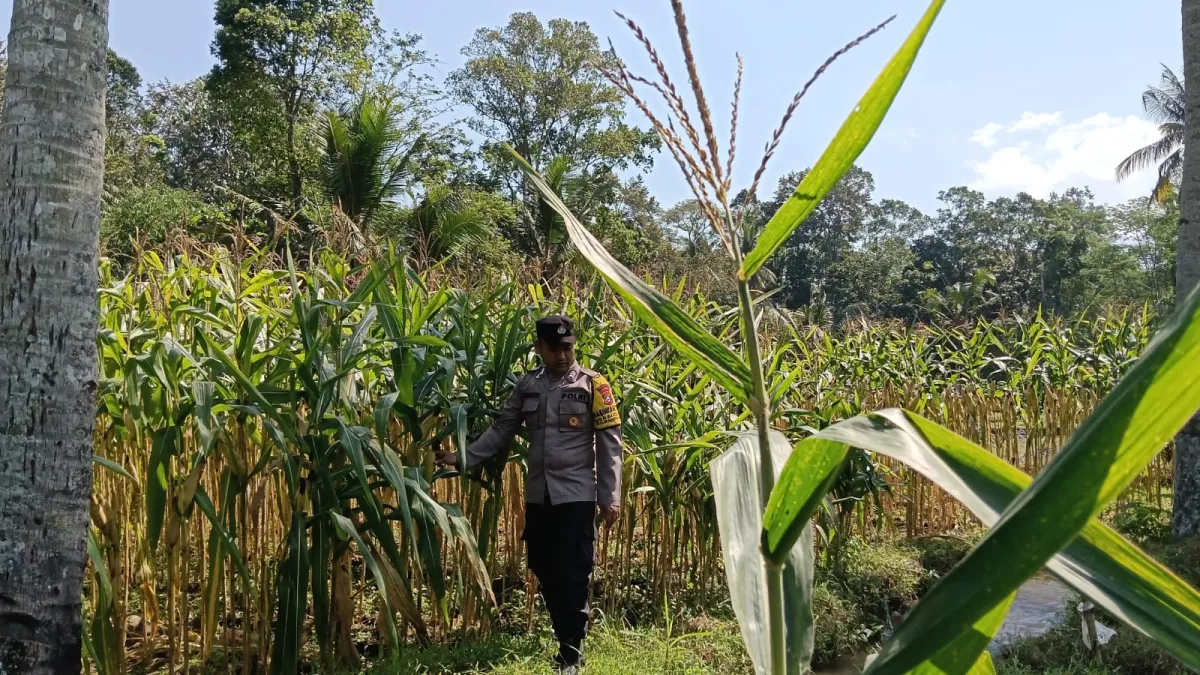 Kanit Binmas dan Bhabinkamtibmas Polsek Randuagung Turun ke Lahan Jagung Warga