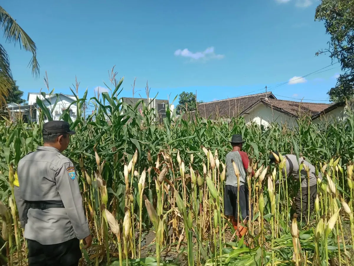 Polsek Jatiroto Mendampingi Warga Olah Lahan Jagung demi Ketahanan Pangan
