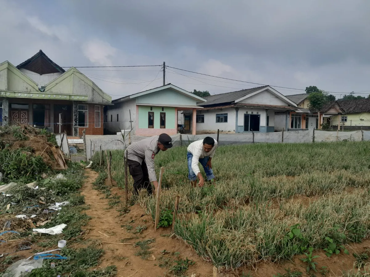 Bhabinkamtibmas Polsek Nongkojajar Pantau Tanaman Bawang Merah, Dukung Program Ketahanan Pangan
