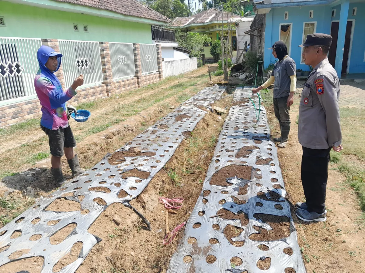 Polsek Nongkojajar Pantau Tanaman Bawang Putih, Dukung Program Ketahanan Pangan Nasional
