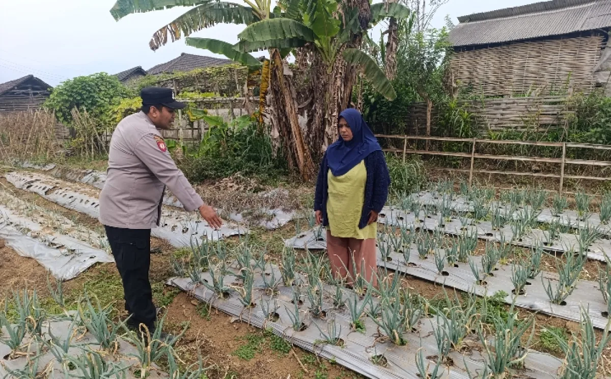 Bhabinkamtibmas Nongkojajar Pantau Tanaman Bawang Merah, Dukung Ketahanan Pangan Nasional