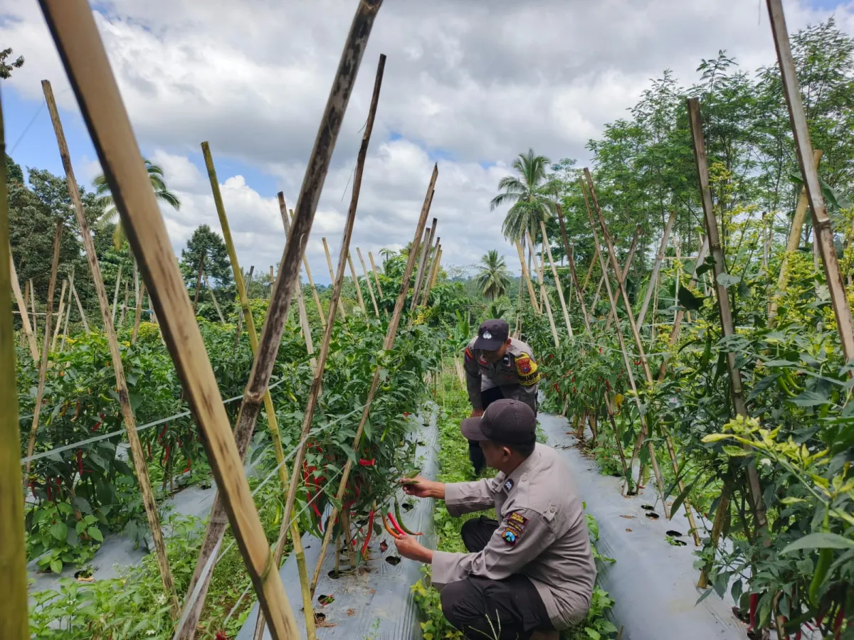 Sinergi Asta Cita, Bhabinkamtibmas Polsek Gucialit Cek Perkembangan Tanaman Cabai Warga