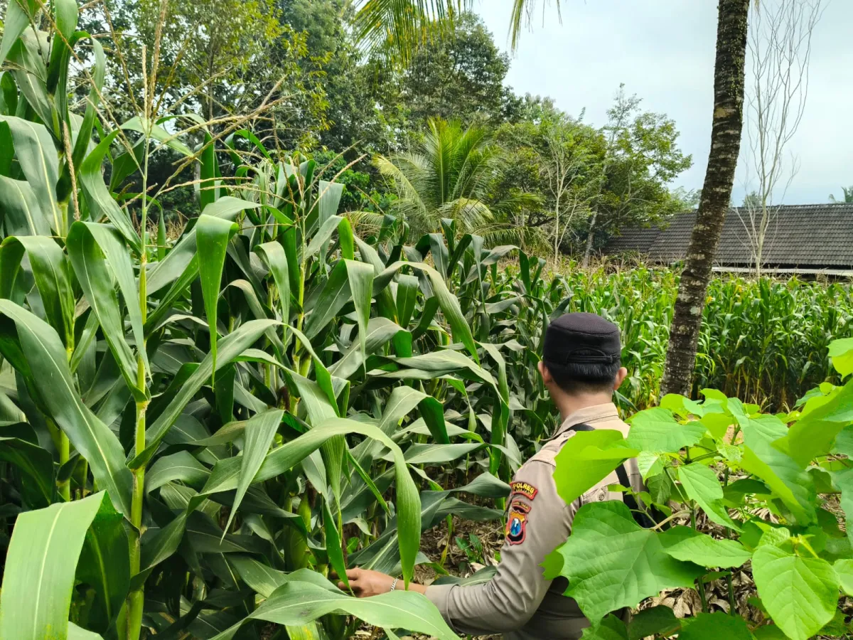 Kawal Program Asta Cita, Polsek Tempursari Pantau Pertumbuhan Jagung Petani