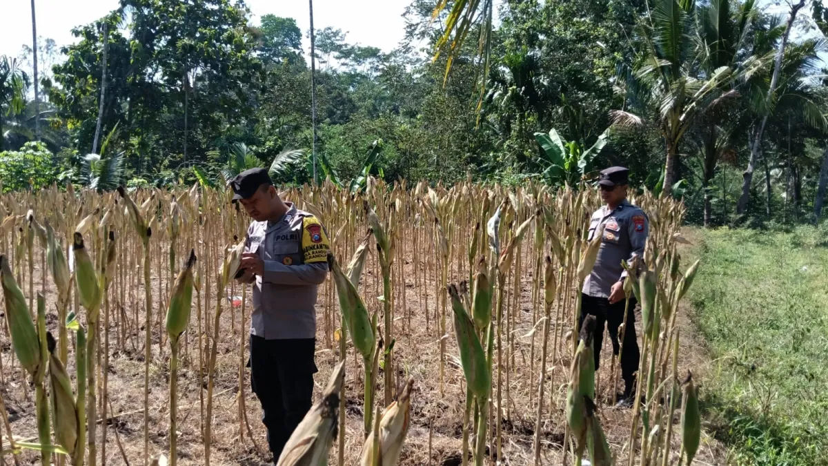Kawal Asta Cita, Polsek Randuagung Cek Perkembangan Tanaman Jagung Warga Desa Tunjung